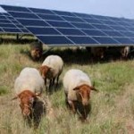 ICYMI: Solar Farms - Germinating Power and Growing Communities